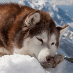 Perro de la raza malamute de alaska