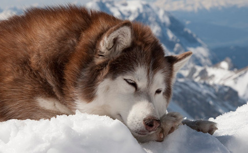 Perro de la raza malamute de alaska