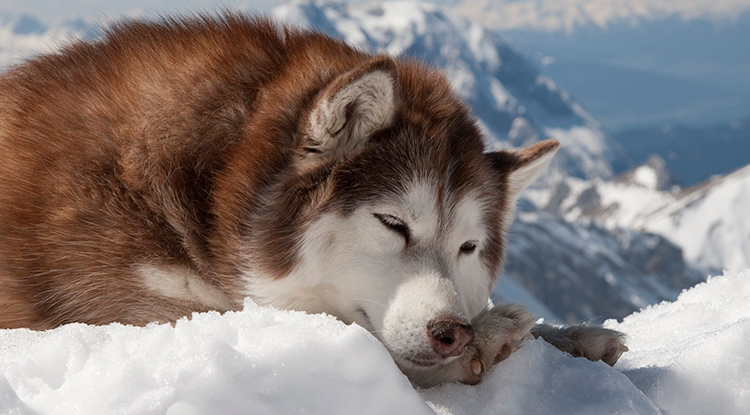 Consejo mañana Cría Malamute de Alaska | Alaskan Malamute | Razas de perros