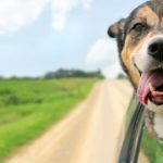 Por qué se marean los perros en el coche