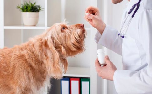 Tratamientos médicos para perros con problemas de próstata.