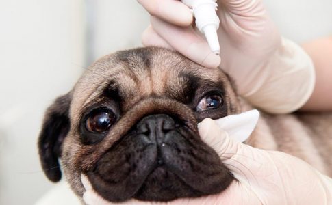 Tratamiento para enfermedades oculares en los perros