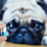 Medicinas venenosas para perros