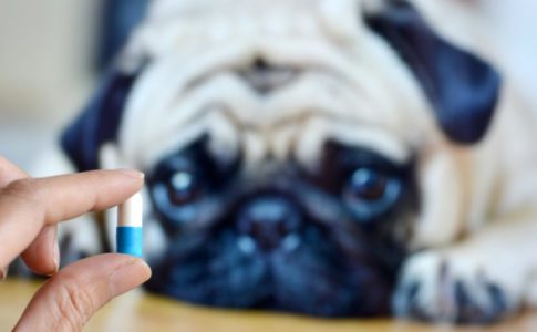 Medicinas venenosas para perros