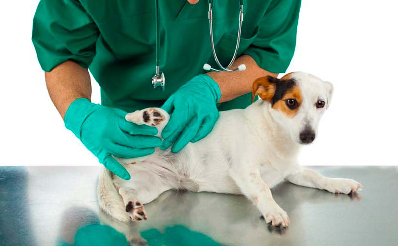 mensual Exclusión Destreza Qué técnica es la más adecuada para castrar a un perro? | Castración