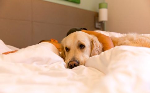 Por qué los perros nos miran cuando dormimos