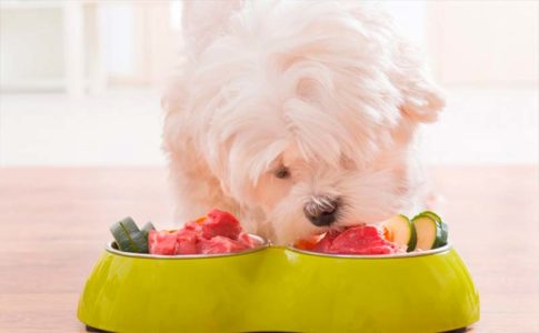 Mitos sobre la alimentación de los perros