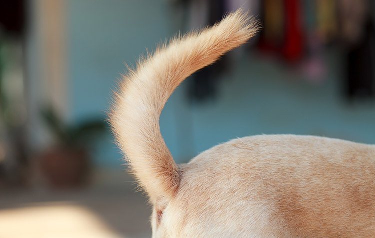 movimiento cola del perro significado