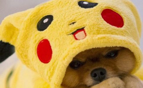 Ideas de nombres de Pokemon para perros