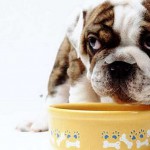 qué nutrientes necesarios para los perros