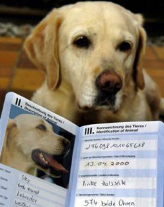 Pasaporte canino