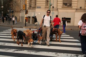 Ejercicio básico para perros: el paseo