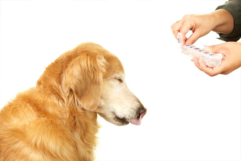 Presta atención a envío fluir Existen pastillas para perros a la hora de viajar? | Viajar con perros
