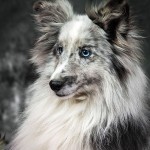 Perro Pastor de las Shetland Azul mirlo
