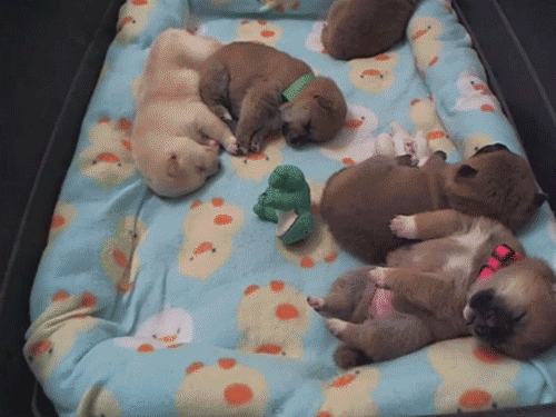 Imágenes en movimiento de perros durmiendo