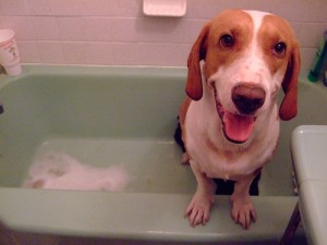 baño de perro