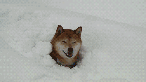 Imágenes en movimiento de perros en la nieve