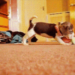 Imágenes en movimiento de perritos beagle