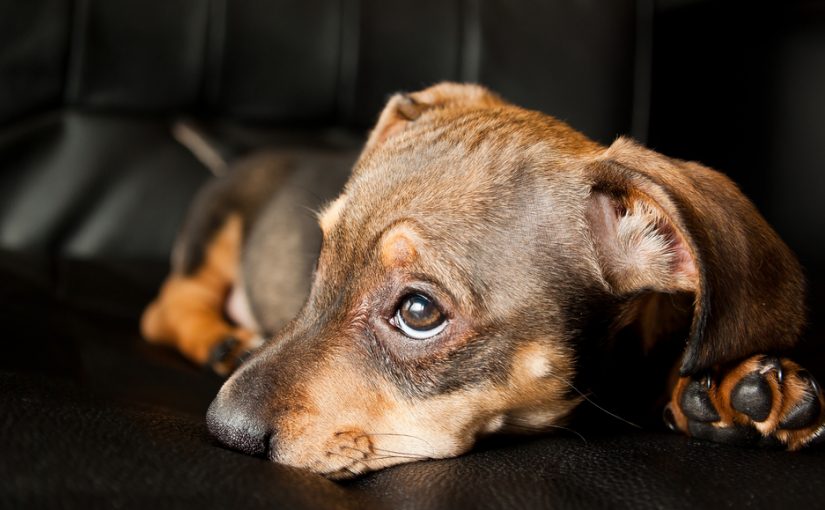 Dieta para perros con vómitos