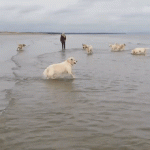 Divertida imagen en movimiento de perros corriendo por el agua