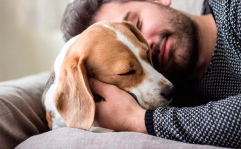 Los perros adoran dormir con los humanos