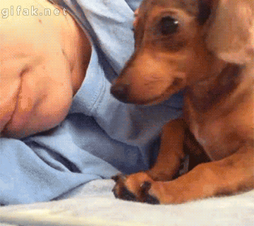 perros-durmiendo-con-humanos