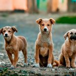 Cachorros en adopción
