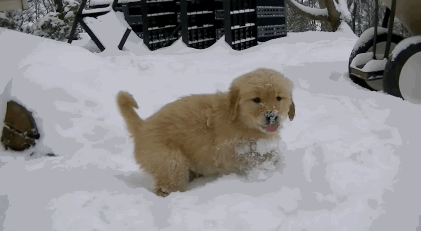 Imágenes en movimiento de perros en la nieve