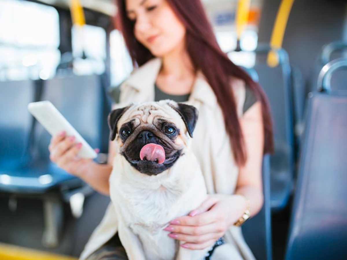 equilibrar enlace seriamente Mi perro es grande, ¿podría viajar en autobús? | Viajar con perros