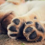 Por qué los perros no quieren que les toquen los pies
