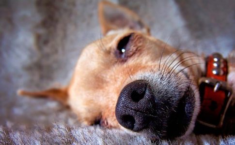 Por qué los perros babean al dormir