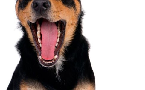 ¿Por qué los perros se tiran babas?