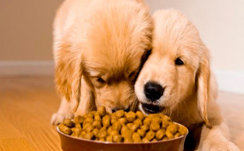 Mejores piensos sin cereales para perros