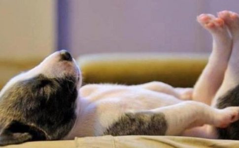 Qué significa que los perros escarben su cama antes de dormir