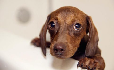 ¿Puedo bañar a mi perro después de vacunarlo?