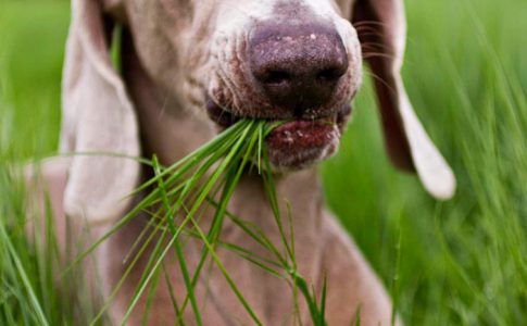 ¿Por qué los perros comen hierba y vomitan?