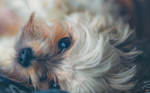 Importancia de la vacuna contra la rabia para tu perro