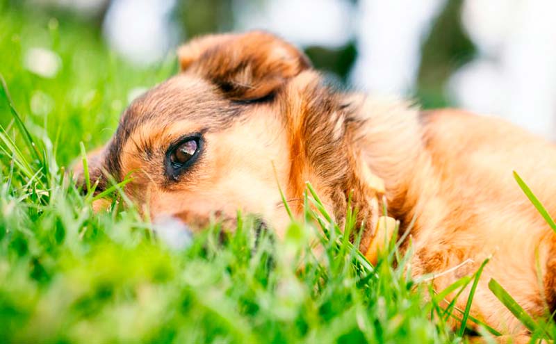 Razones por las que a los perros les gusta comer hierba