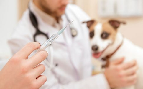 Vacunas necesarias para un cachorro