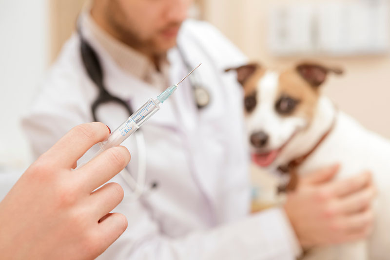 limpiador ayudar Plata Qué vacunas necesita un cachorro y cuánto cuestan? | El cachorro