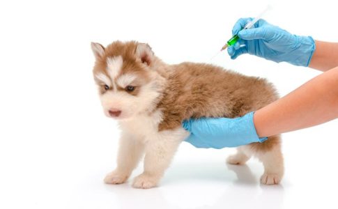 Cuándo vacuno al perro por primera vez