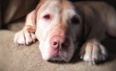 Qué enfermedades tienen los perros con los ojos hinchados