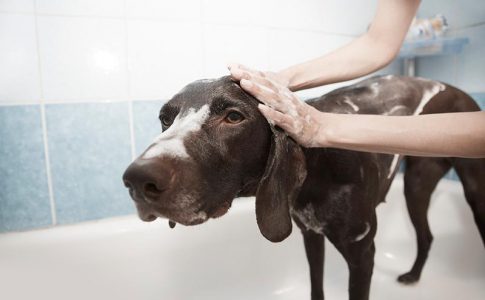 ¿Es bueno bañar a un perro después de vacunarlo?