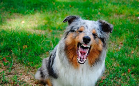 ¿Existe algún tratamiento contra la agresividad de los perros?