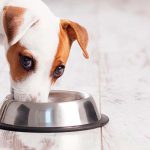 alimentos aptos para perros