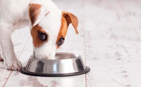 alimentos aptos para perros
