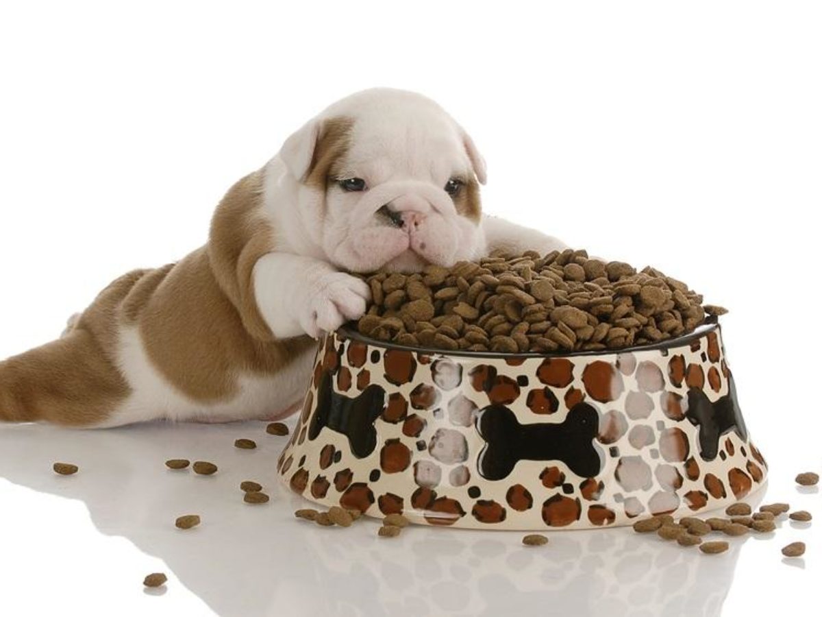 Alfabeto Expresión Transeúnte Qué come el cachorro | Alimentos para perros