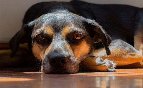 Síntomas de la torsión gástrica en el perro
