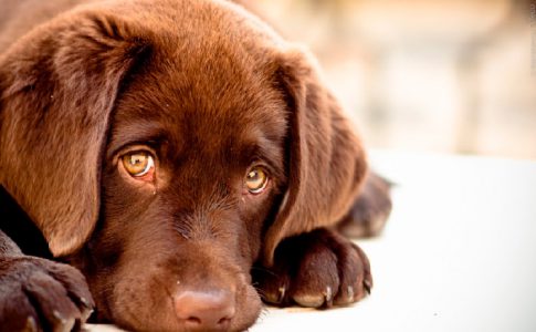 Tratamiento para perros con ansiedad por separación