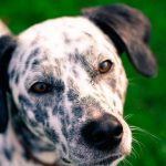 Tratamiento para perros con hongos en las orejas